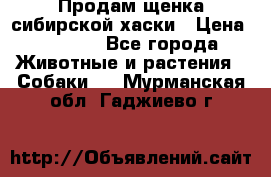 Продам щенка сибирской хаски › Цена ­ 8 000 - Все города Животные и растения » Собаки   . Мурманская обл.,Гаджиево г.